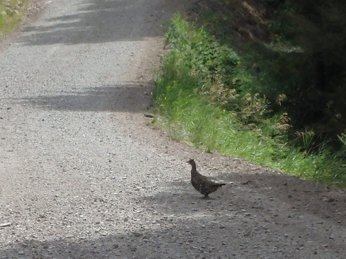 GDMBR: Grouse Crossing.
